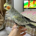 kardesler gunlerdir pencereden kacan papaganlari zeytini ariyor ab46fa839f67