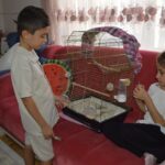 kardesler gunlerdir pencereden kacan papaganlari zeytini ariyor f809f129c93e