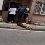 kavga ihbarina gelen polislerden birini kopegine isirtan digerini de kendisi isiran supheli tutuklandi d164d5ee6c35