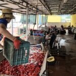 kulacali kadinlarin urettigi 1500 ton biber salcasi hollandaya ihrac edilecek 03035a6182ac