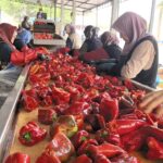 kulacali kadinlarin urettigi 1500 ton biber salcasi hollandaya ihrac edilecek 774eac9ccc3c