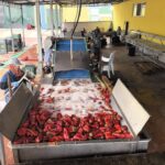 kulacali kadinlarin urettigi 1500 ton biber salcasi hollandaya ihrac edilecek 7ae3a6132fef