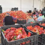 kulacali kadinlarin urettigi 1500 ton biber salcasi hollandaya ihrac edilecek ceeea1731cb6