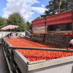 kulacali kadinlarin urettigi 1500 ton biber salcasi hollandaya ihrac edilecek e42e71751f83