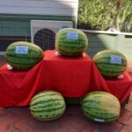 Kuraklığın vurduğu Diyarbakır karpuzunda birincilik 39 kiloda kaldı 1 kurakligin vurdugu diyarbakir karpuzunda birincilik 39 kiloda kaldi f1a867c1ad70