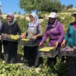 mersinde 1400 rakimda uzum hasadi 8baacbb2c16a