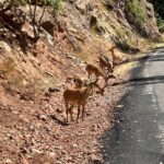 Munzur Vadisi’nde araç ve insan baskısı yaban hayatını tehdit ediyor 5 munzur vadisinde arac ve insan baskisi yaban hayatini tehdit ediyor b84dc0b8fb2b