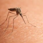 sigirlarda gorulen uc gun hastaligini onlemenin yolu sinekle mucadele 1bd018bfb235