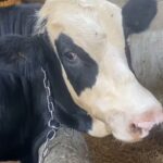 sigirlarda gorulen uc gun hastaligini onlemenin yolu sinekle mucadele 6bd3e22d5b82