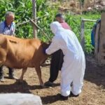 sigirlarda gorulen uc gun hastaligini onlemenin yolu sinekle mucadele a7f663812323