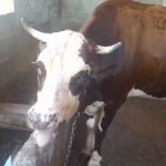 sigirlarda gorulen uc gun hastaligini onlemenin yolu sinekle mucadele fa294c13e8c5