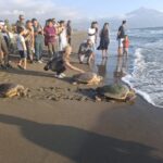 tedavi edilen caretta carettalar hatayda ozgurlugune kavustu c8f7438bd719