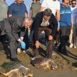 tedavi edilen caretta carettalar hatayda ozgurlugune kavustu e146338a28d4