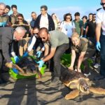 tedavi edilen caretta carettalar hatayda ozgurlugune kavustu e907b1d071d0