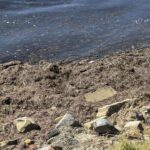 tekirdag kiyilarini yosun kapladi 5984db1c929b