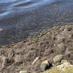 tekirdag kiyilarini yosun kapladi c054f3e8853a