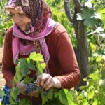urettikleri uzum suyunu avrupa ulkelerine satiyorlar 28ef02028922