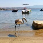 yuvadan dusup korumaya alinan yavru leylek kibar dogaya salindi 1c5935da4b19