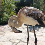 yuvadan dusup korumaya alinan yavru leylek kibar dogaya salindi 4ad45d096c9b