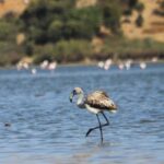 yuvadan dusup korumaya alinan yavru leylek kibar dogaya salindi 5703e7100ab2