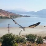 yuvadan dusup korumaya alinan yavru leylek kibar dogaya salindi bf1be9684dee