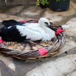 yuvadan dusup korumaya alinan yavru leylek kibar dogaya salindi ed57cea1383b