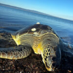 Gelibolu'da Amatör Balıkçılar Ölü Caretta Caretta Buldu, Canlandırma Çabaları Başarısızlıkla Sonuçlandı 4 1 metre boyundaki 50 kiloluk caretta kiyida olu bulundu video eklendi 336d597e773d