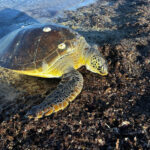 Gelibolu'da Amatör Balıkçılar Ölü Caretta Caretta Buldu, Canlandırma Çabaları Başarısızlıkla Sonuçlandı 5 1 metre boyundaki 50 kiloluk caretta kiyida olu bulundu video eklendi 77c0e0c8bcdb