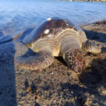 Gelibolu'da Amatör Balıkçılar Ölü Caretta Caretta Buldu, Canlandırma Çabaları Başarısızlıkla Sonuçlandı 1 1 metre boyundaki 50 kiloluk caretta kiyida olu bulundu video eklendi 8654cb2a0e6e