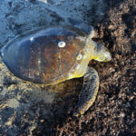 Gelibolu'da Amatör Balıkçılar Ölü Caretta Caretta Buldu, Canlandırma Çabaları Başarısızlıkla Sonuçlandı 3 1 metre boyundaki 50 kiloluk caretta kiyida olu bulundu video eklendi d6d9875788b7