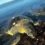 Gelibolu'da Amatör Balıkçılar Ölü Caretta Caretta Buldu, Canlandırma Çabaları Başarısızlıkla Sonuçlandı 2 1 metre boyundaki 50 kiloluk caretta kiyida olu bulundu video eklendi e9f714dc1b73