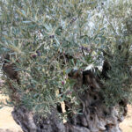1210 ve 770 yasindaki 2 zeytin agacindan 70 kilo mahsul bekleniyor 7cb1d1597b94