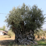 1210 ve 770 yasindaki 2 zeytin agacindan 70 kilo mahsul bekleniyor 82902e06bcd2