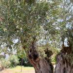 1210 ve 770 yasindaki 2 zeytin agacindan 70 kilo mahsul bekleniyor bf2181b24f2f