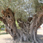 1210 ve 770 yasindaki 2 zeytin agacindan 70 kilo mahsul bekleniyor c71c4c182148