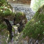 300 yillik dut agacinda insan silueti 1fb2d25b6e86