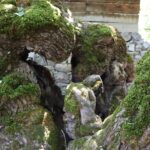 300 yillik dut agacinda insan silueti 43e0cd6f3633