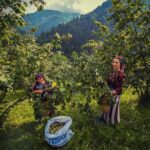 Fındık Tarımında Kuraklık Tehlikesi: Uzmanlar Modern Sulama Yöntemlerine Geçiş Yapılmasını Öneriyor 6 3lu kiskactaki findikta kurakliga karsi sulama sistemi onerisi 39f8ac55bf98