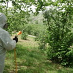 Fındık Tarımında Kuraklık Tehlikesi: Uzmanlar Modern Sulama Yöntemlerine Geçiş Yapılmasını Öneriyor 9 3lu kiskactaki findikta kurakliga karsi sulama sistemi onerisi 3d90d8fc481e