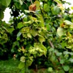 Fındık Tarımında Kuraklık Tehlikesi: Uzmanlar Modern Sulama Yöntemlerine Geçiş Yapılmasını Öneriyor 8 3lu kiskactaki findikta kurakliga karsi sulama sistemi onerisi 78c576b241b0