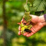 Fındık Tarımında Kuraklık Tehlikesi: Uzmanlar Modern Sulama Yöntemlerine Geçiş Yapılmasını Öneriyor 3 3lu kiskactaki findikta kurakliga karsi sulama sistemi onerisi d781b478938c