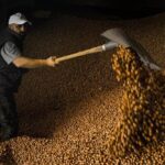 Fındık Tarımında Kuraklık Tehlikesi: Uzmanlar Modern Sulama Yöntemlerine Geçiş Yapılmasını Öneriyor 4 3lu kiskactaki findikta kurakliga karsi sulama sistemi onerisi e4d43bd42151