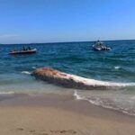 4 yil once gomulen balinanin iskeleti bilimsel kaziyla gun yuzune cikartiliyor 04f282378f24