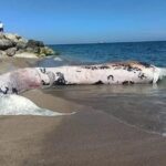 4 yil once gomulen balinanin iskeleti bilimsel kaziyla gun yuzune cikartiliyor 0eb64ef98079