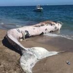 4 yil once gomulen balinanin iskeleti bilimsel kaziyla gun yuzune cikartiliyor 1f389f8f306d