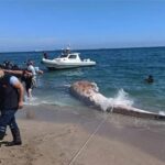 4 yil once gomulen balinanin iskeleti bilimsel kaziyla gun yuzune cikartiliyor 675c92a9e64d