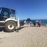 4 yil once gomulen balinanin iskeleti bilimsel kaziyla gun yuzune cikartiliyor 9f8bf235a5cd