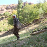 80 yasinda her yil tonlarca uzumu kizakla koyune tasiyor 303eee58441f