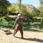 80 yasinda her yil tonlarca uzumu kizakla koyune tasiyor 732672ddb6f2