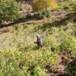80 yasinda her yil tonlarca uzumu kizakla koyune tasiyor 955f8a46448f